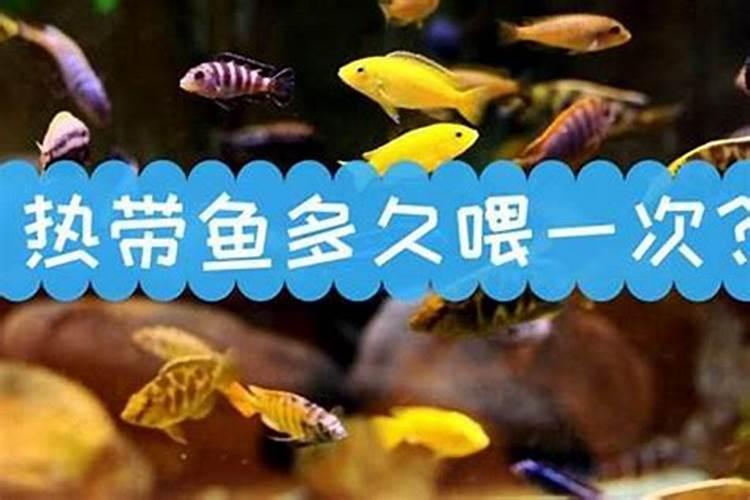 大红西红柿小苗冲鱼蛋白行吗？
