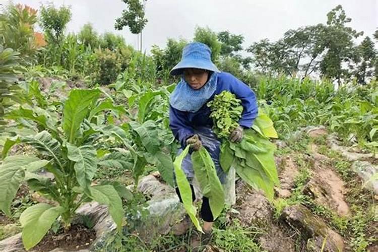 一亩烤烟用多少钾肥 什么时候施钾肥好
