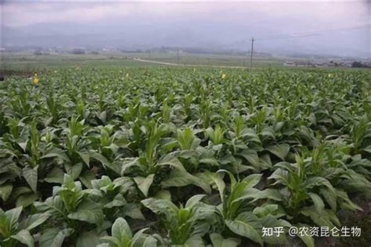 烤烟种植技术与方法