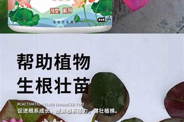 荷花用什么肥料最好