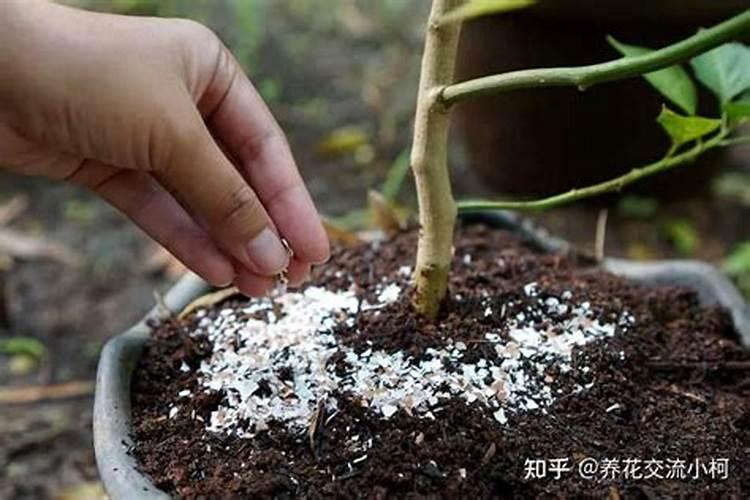 月季萎蔫不开花需要怎么办