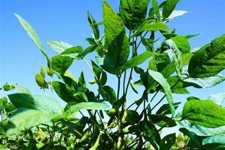 黑豆能做花肥吗 黑豆可以当肥料养花吗
