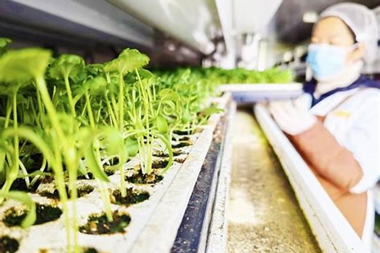 辣椒苗用什么肥料最好