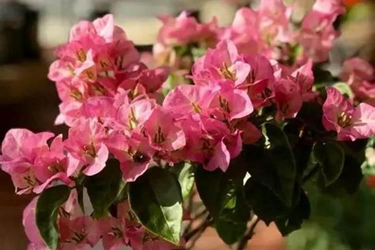 给花狠心剃光头,新芽呼呼冒,1年变老桩!