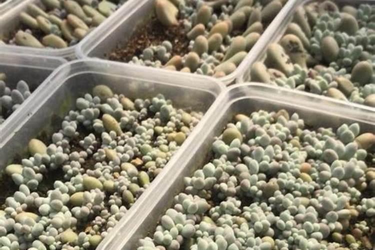 流体硼叶面肥的用量及使用,流体硼叶面肥在玉米什么时候用