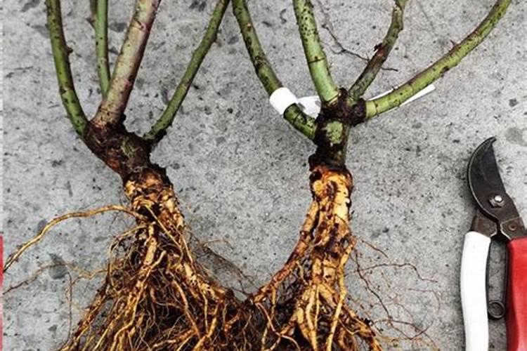 月季裸根地栽种植注意什么 月季裸根地栽种植注意事项