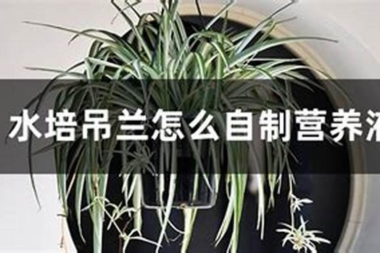 扦插月季生根后没有发芽是否可喷叶面肥