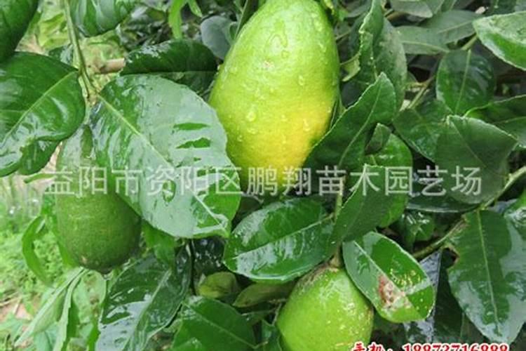福进门是正规公司吗