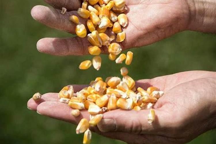 玉米什么时候打叶面肥好 使用方法有哪些