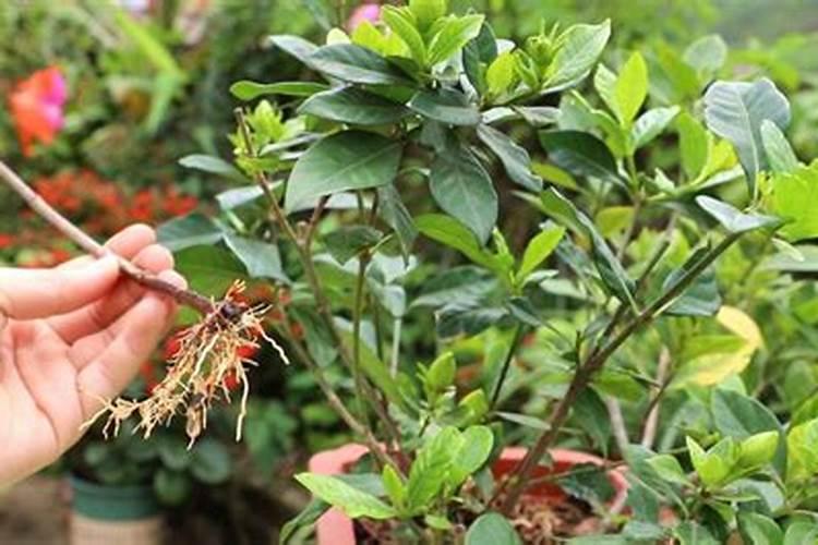怎么让栀子花长高长粗