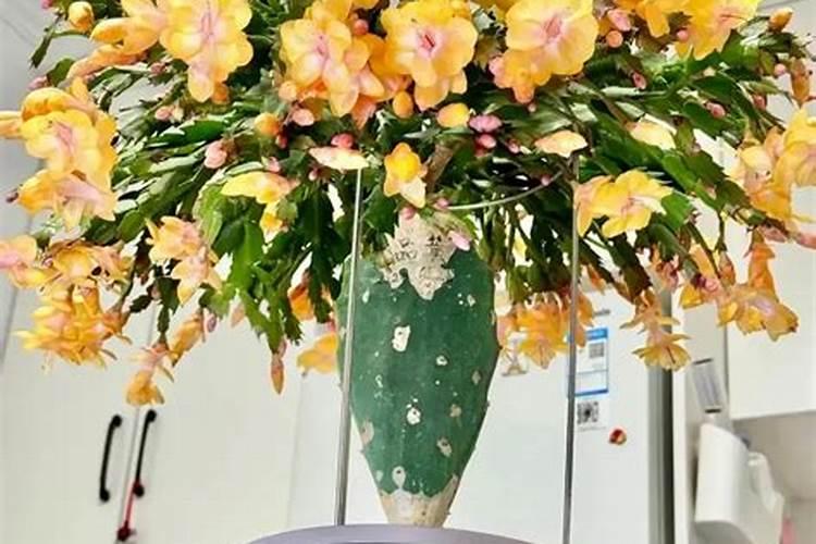 蟹爪兰施什么肥:最好生长期氮肥,开花前磷肥