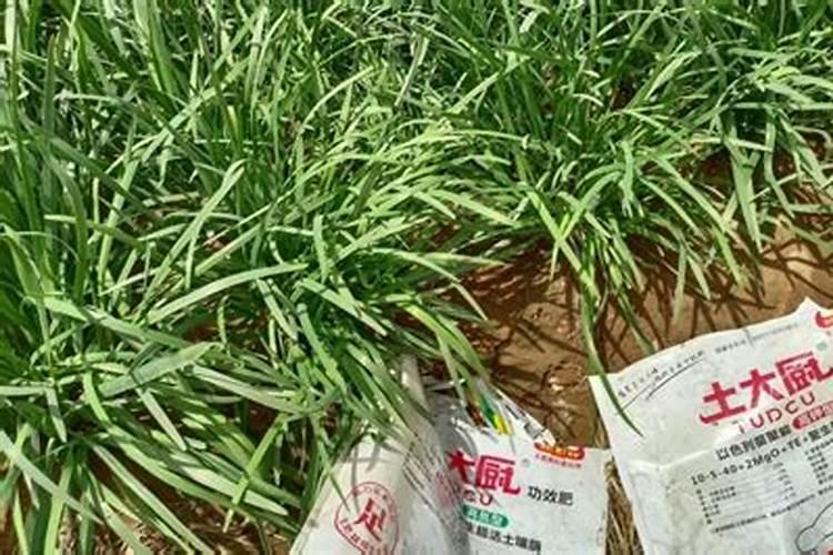 韭菜用什么肥料长得最好
