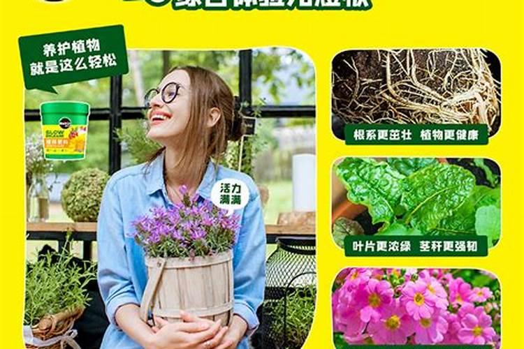 月季在什么时间施钙肥？