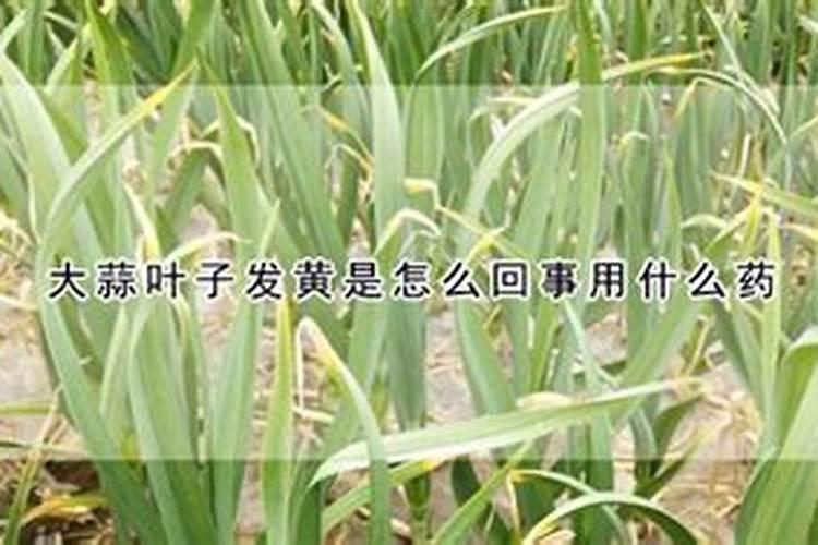 大棚大蒜叶尖叶面发黄是什么原因。干旱、发病用什么药。