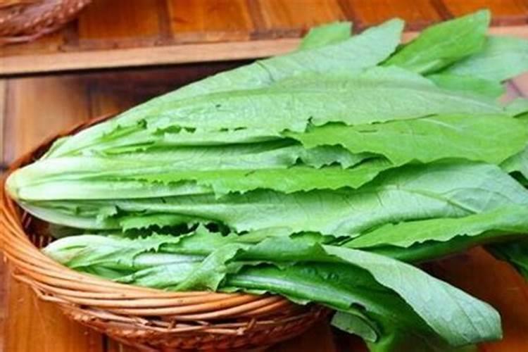 油麦菜怎么种植