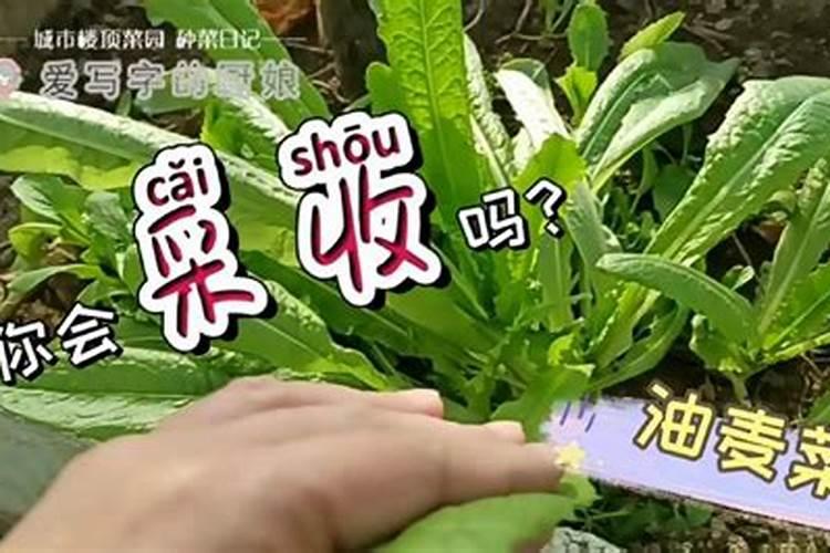 油麦菜施肥最佳时间,油麦菜的施肥时间和方法分享