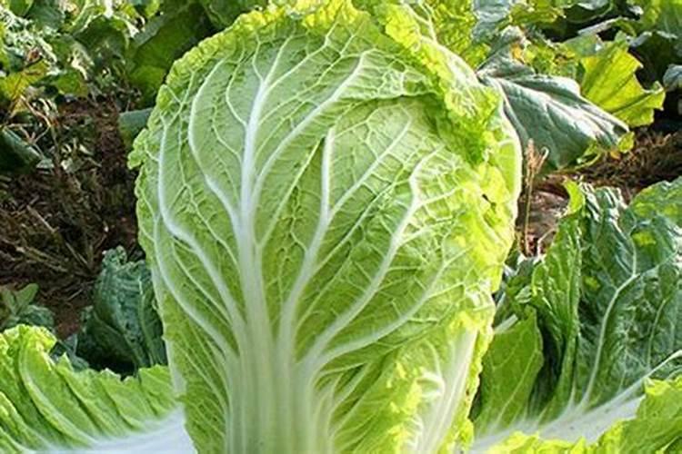 种植小白菜追肥的时候,用哪种肥料最好？