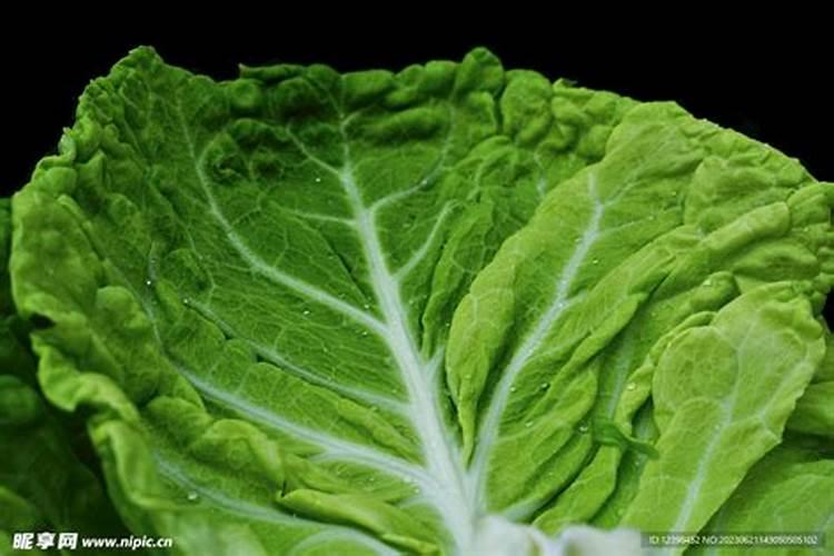 种植小白菜追肥的时候,用哪种肥料最好？