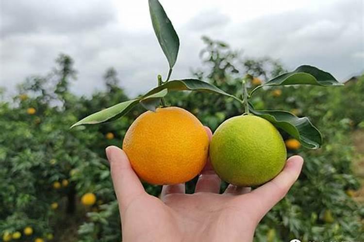 植物缺磷的症状 植物缺磷的表现