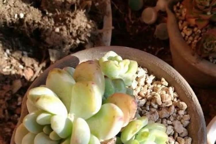 玉龙观音的养殖方法:浇水要做到见干见湿,夏季不宜多浇水