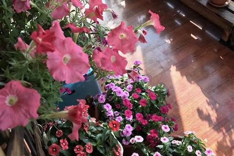 太阳花施肥的方法