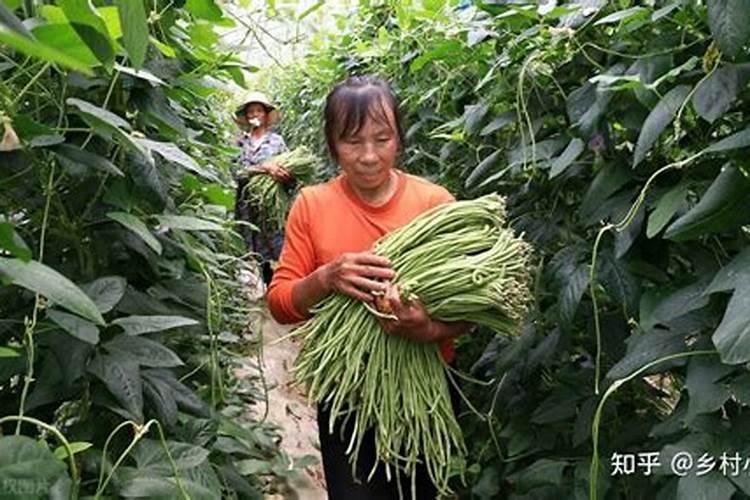 豆角花期追什么肥