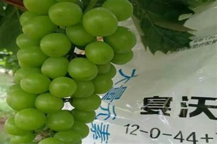 镁在葡萄树上的作用(镁肥在葡萄上什么时候用)