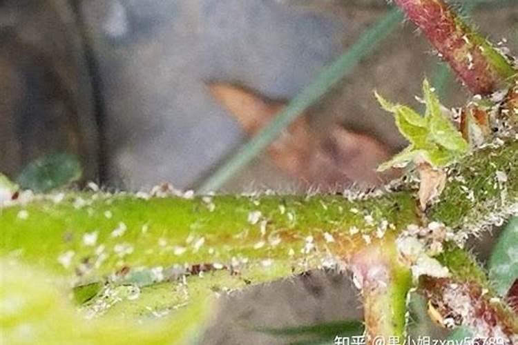 花椒树上有黑蚜虫用啥药