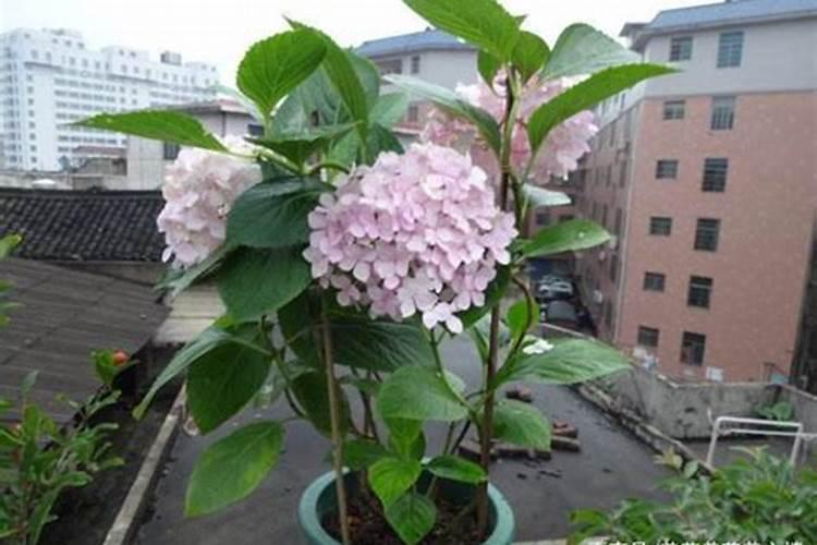 绣球花什么时候浇磷酸二氢钾