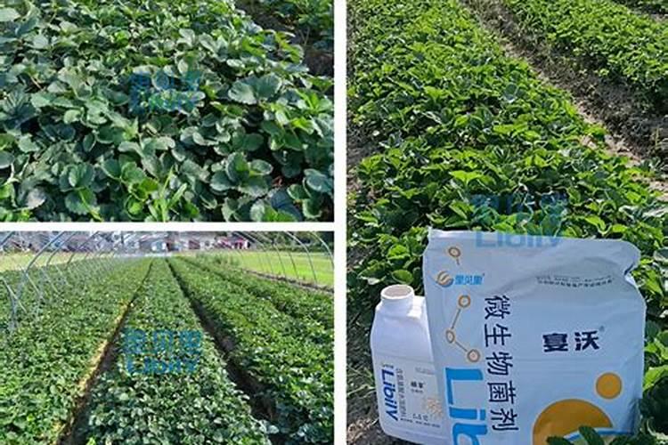 小葱用什么肥料最好