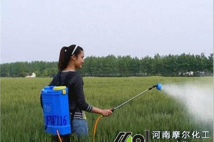 种香葱用什么肥料最好