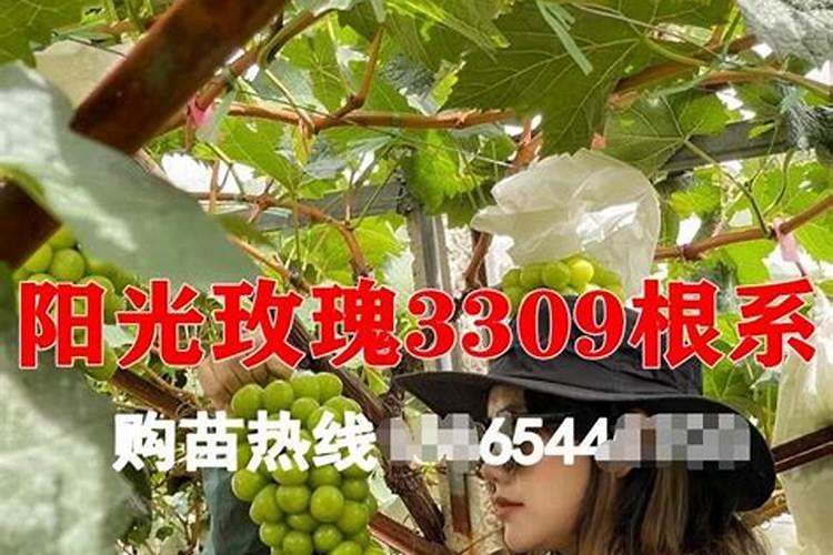 葡萄生根肥用什么好