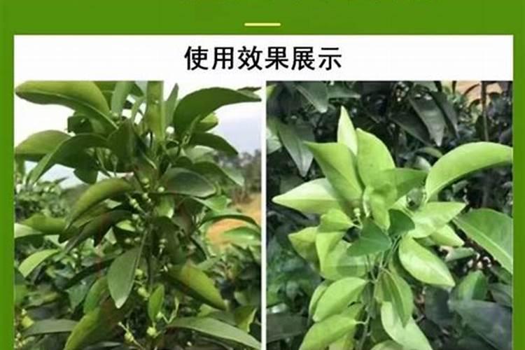 药害还能恢复生长吗