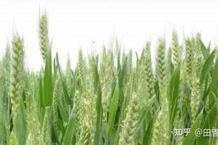 小麦灌浆期使用氯化胆碱能和芸苔素一块用吗
