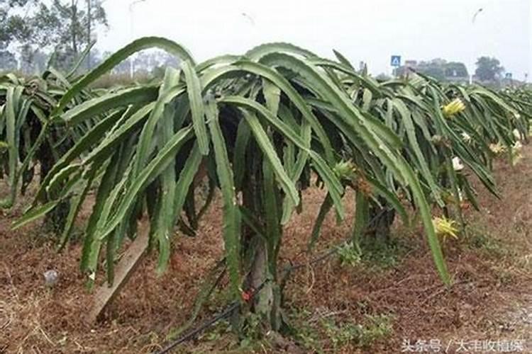 京剧猫中的白糖是不是修的儿子