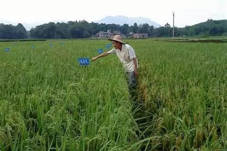 水溶肥使用时注意事项、方法与用量？