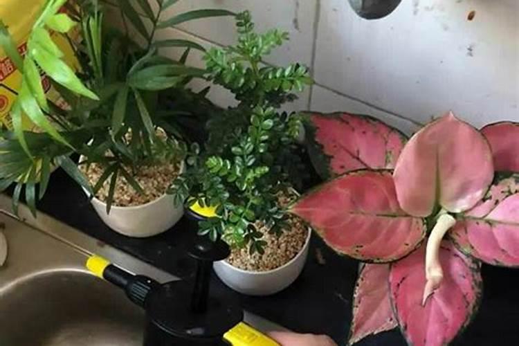 水溶肥多久能见效