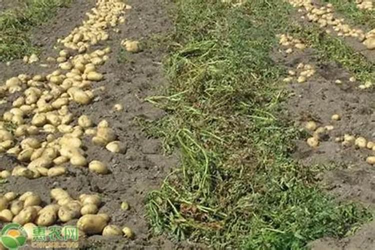种土豆用什么肥料好？
