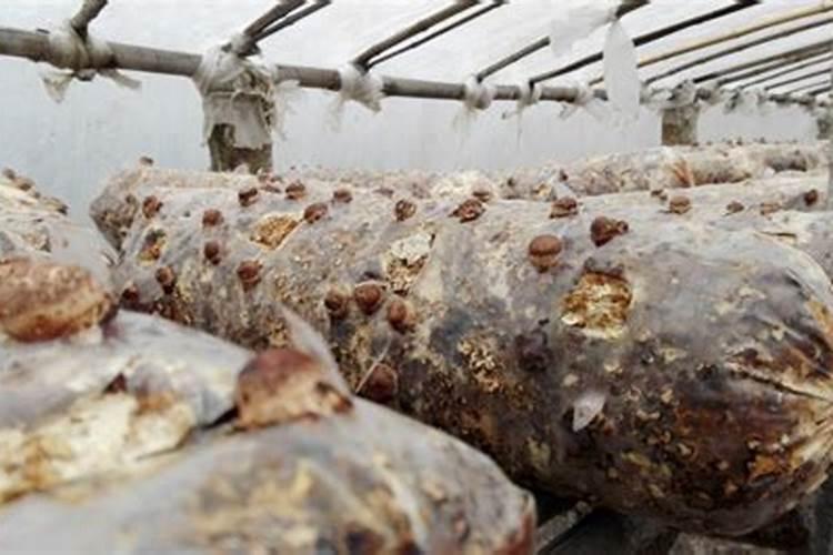 芸苔素和什么叶面肥混用在苗床上比较好？