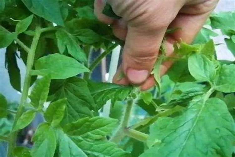 胡豆壳可以做菜肥吗？