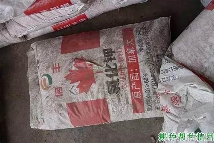 山药膨大期该如何合理施肥和管理？