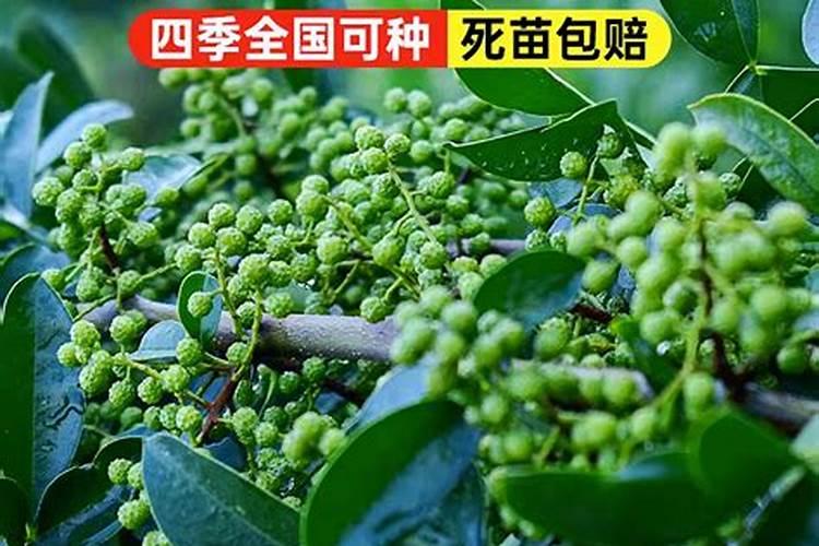 辣椒用什么肥料好