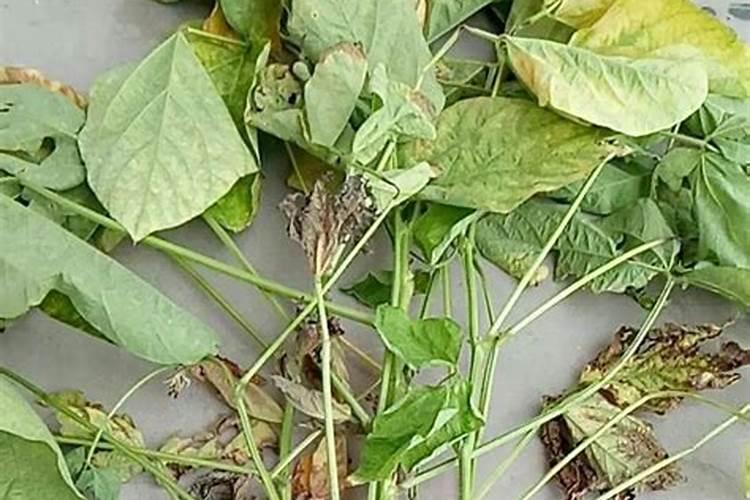 豆子叶子就是这样了？什么原因