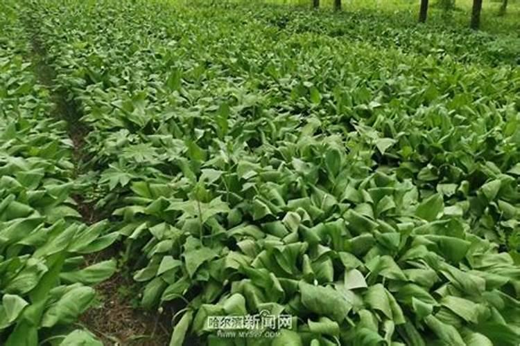寒葱的种植方法和时间