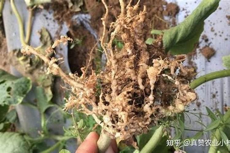花生根结线虫病防治方法