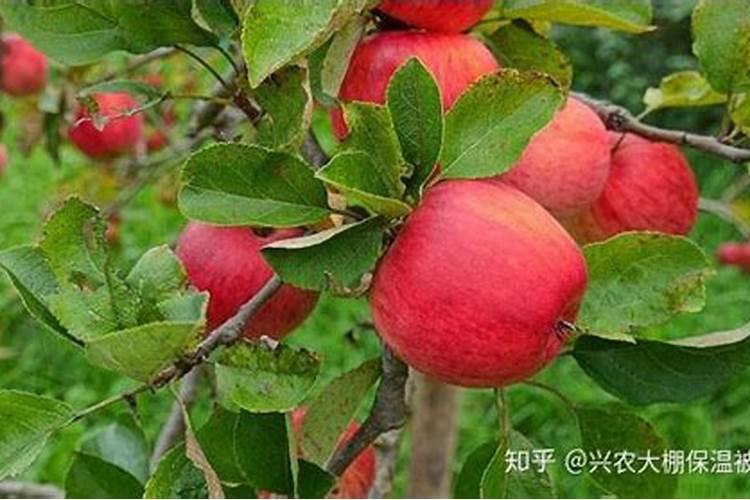 苹果花怎么浇水 苹果是施肥前还是施肥后浇水