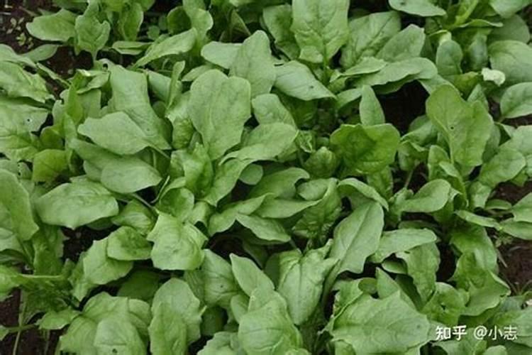 给菠菜施什么肥料能让它快速长起来