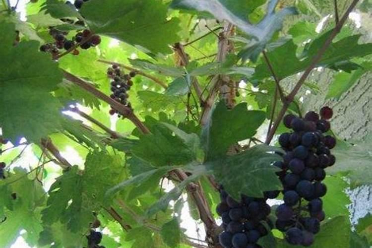 葡萄绒球期浇氮肥太多,引起叶子发黄怎么办？