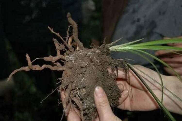 兰菌王与兰灵王哪个好