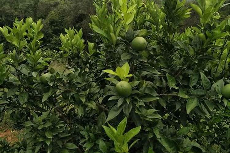 脐橙增甜有哪些方法